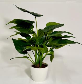Alocasia Cucullata 61 cm - Green